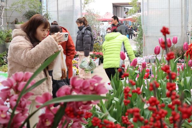 土家族 市民 苗族  吉首 乾州 花卉  绿植  新春 佳节 西门口