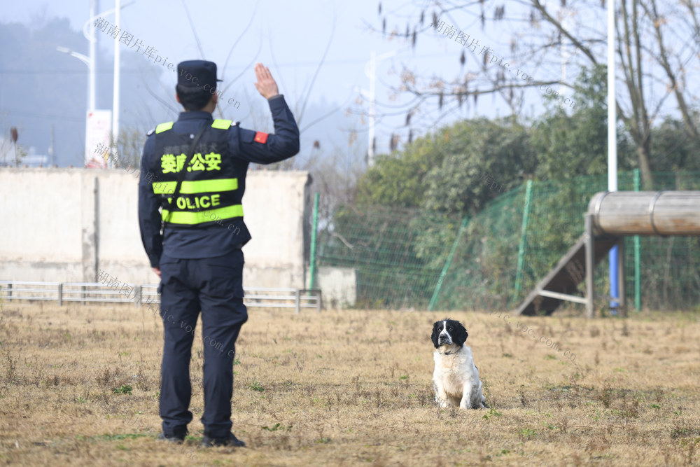 娄底 春运 警犬 训练 平安