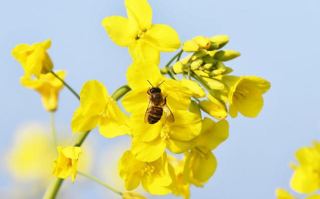   油菜花绽放