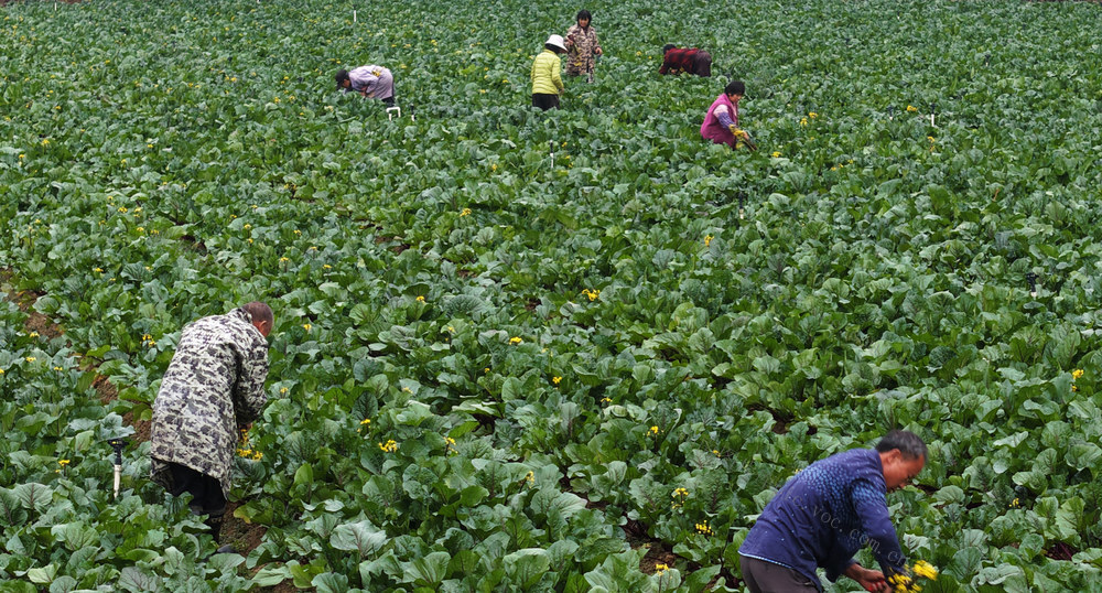 嘉禾：蔬菜采收  供应市场