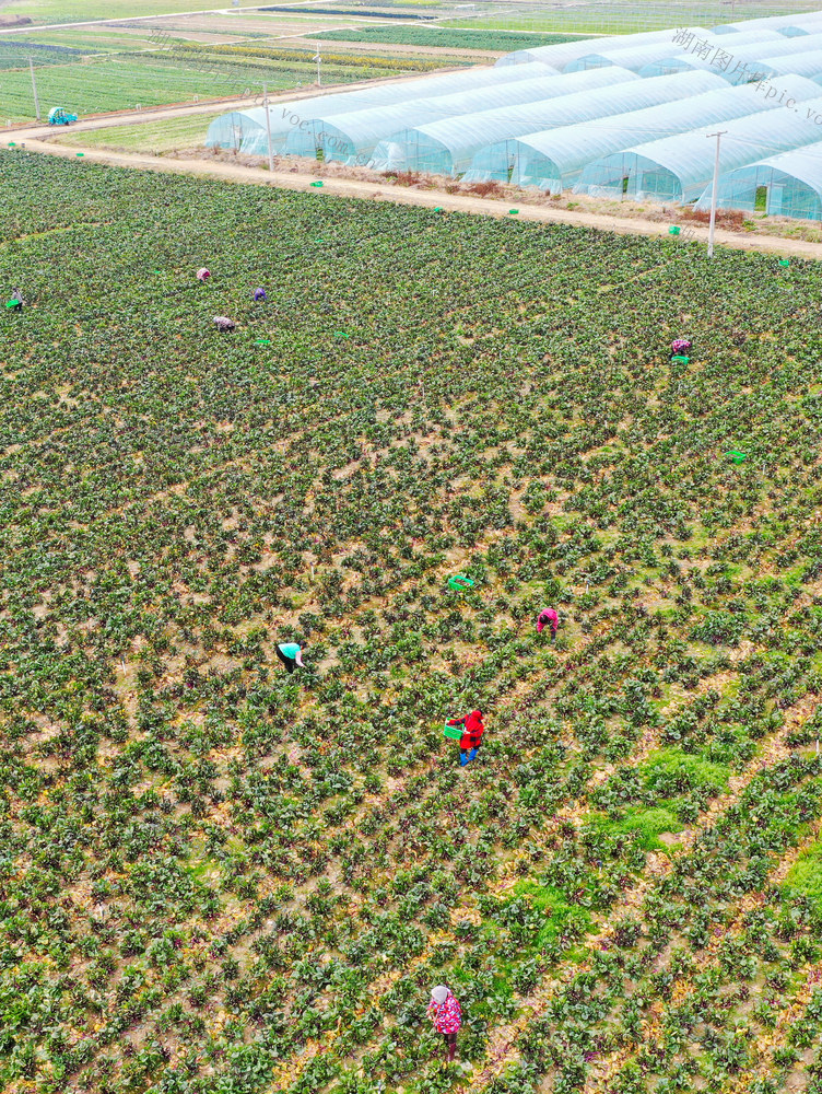 湖南 新田 供港蔬菜 冬收忙 粤港澳大湾区 菜篮子