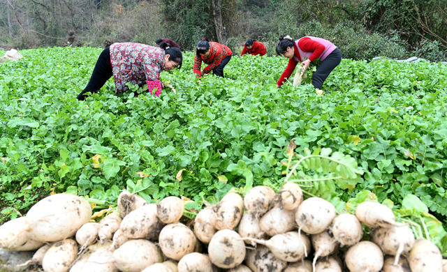 田间地头，农事，农忙，采收，香葱，萝卜，忙碌，农民，农作物，生产，农村，菜篮子 年货 保供应 节日市场 蔬菜 
