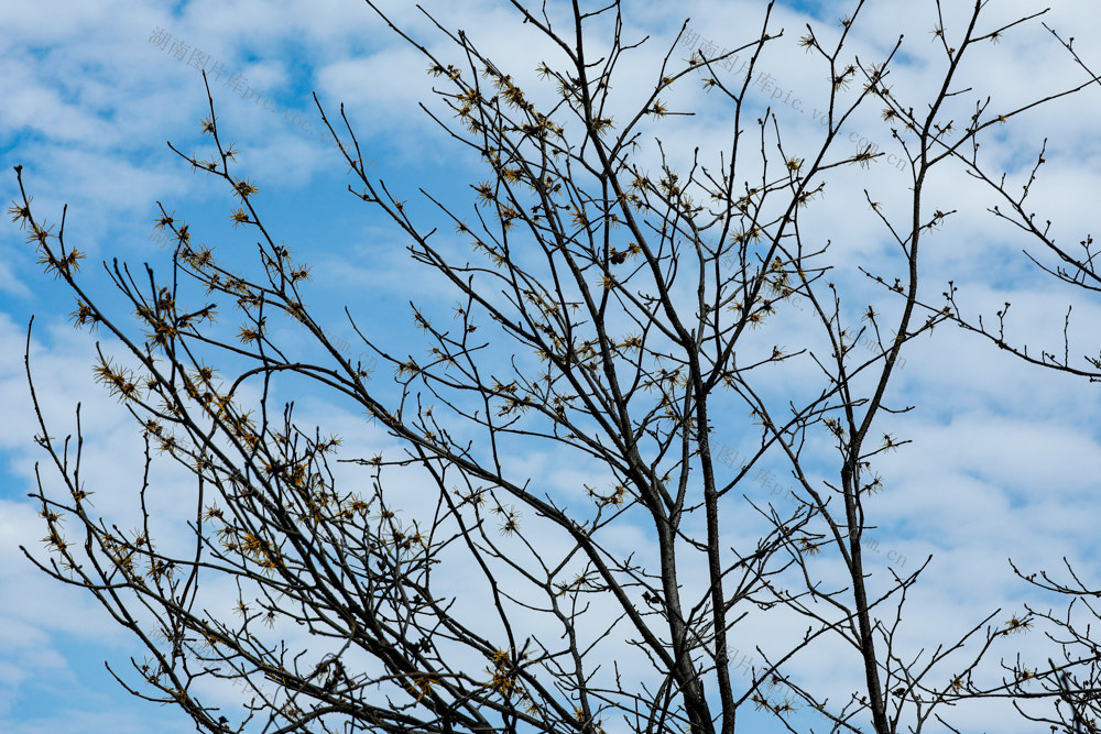 立春将至、金缕梅花开、自然保护区