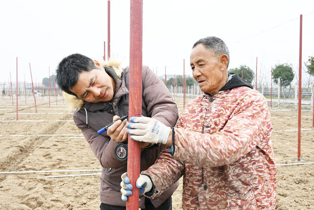 立春  农事  葡萄  大棚