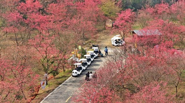 常宁  冬日  樱化  美景