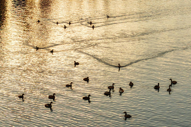 嘉禾：湿地生态好  鸟儿翩翩飞