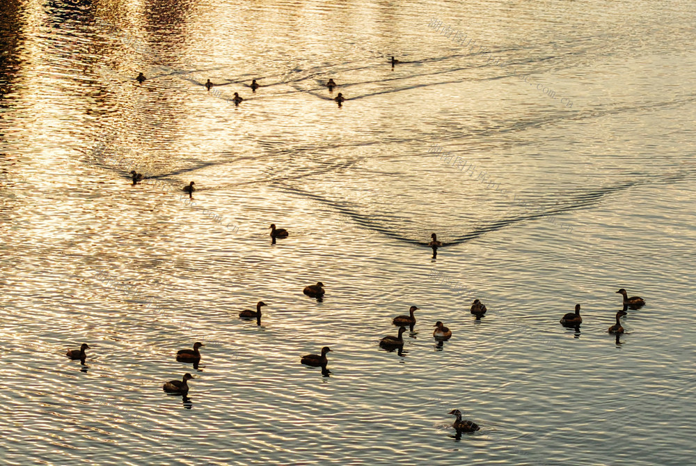 嘉禾：湿地生态好  鸟儿翩翩飞