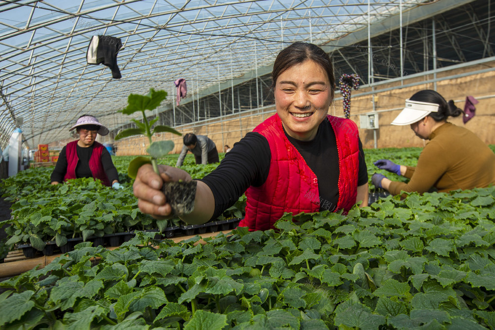 立春，农时，农事，育苗，温棚，农家女，黄瓜苗，合作社，智能温室，现代农业，特色种植，时令蔬菜，电力员工，保电供暖，空调柜机
