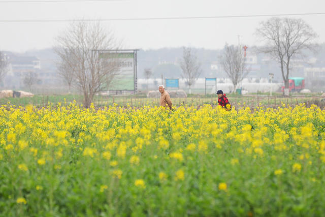 油菜花 立春
