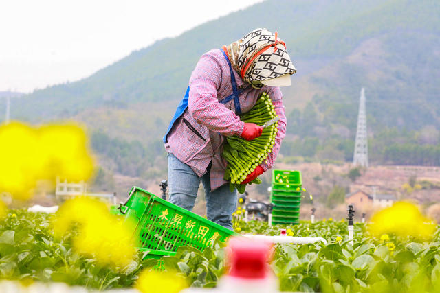 立春  农事  蔬菜  采收