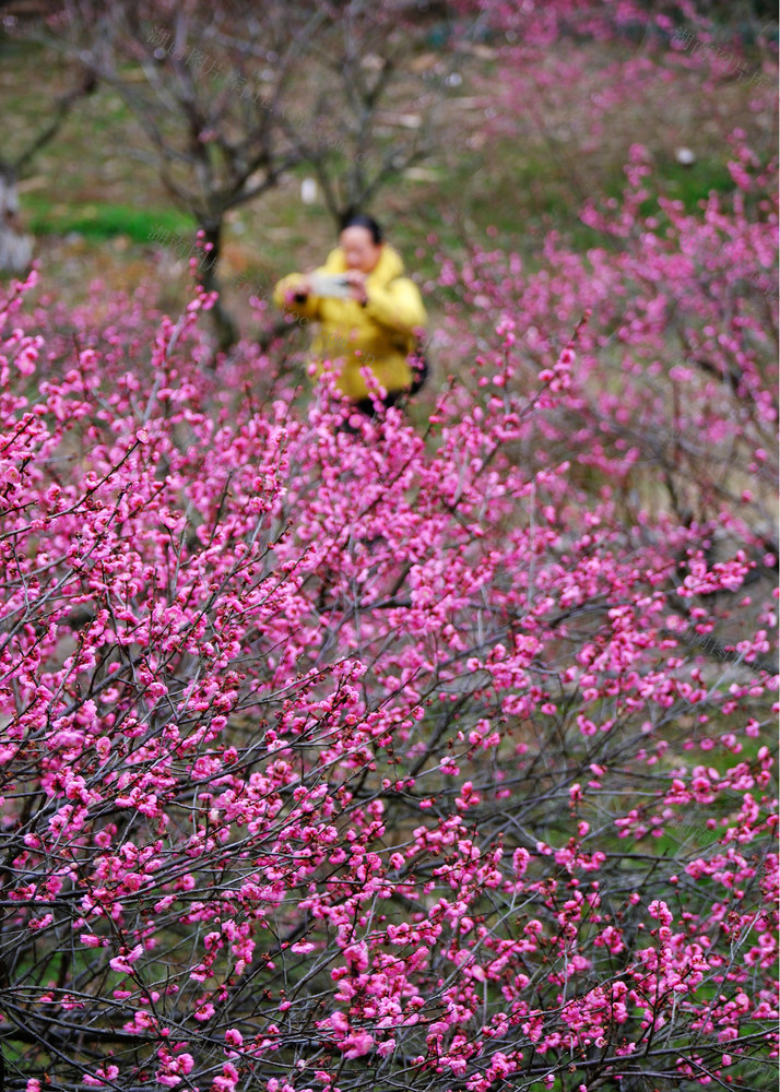 梅花，湖南省植物园