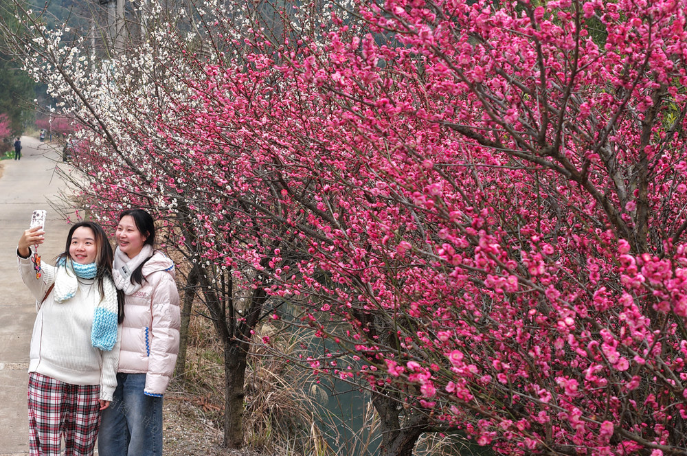 踏青 赏花 春光 