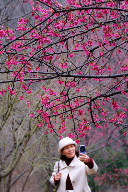 樱花迎春绽放，湖南省植物园