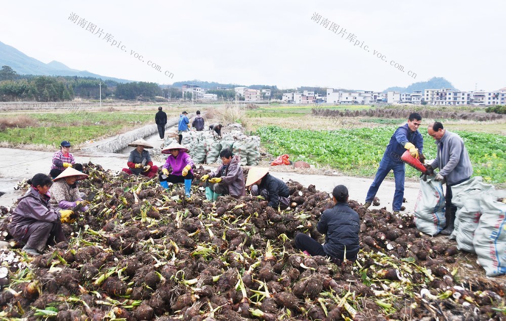 采收香芋直供粤港澳大湾区春节市场