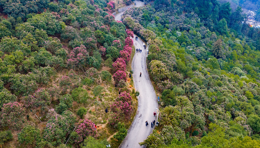 春天  自然  茶花  盛开