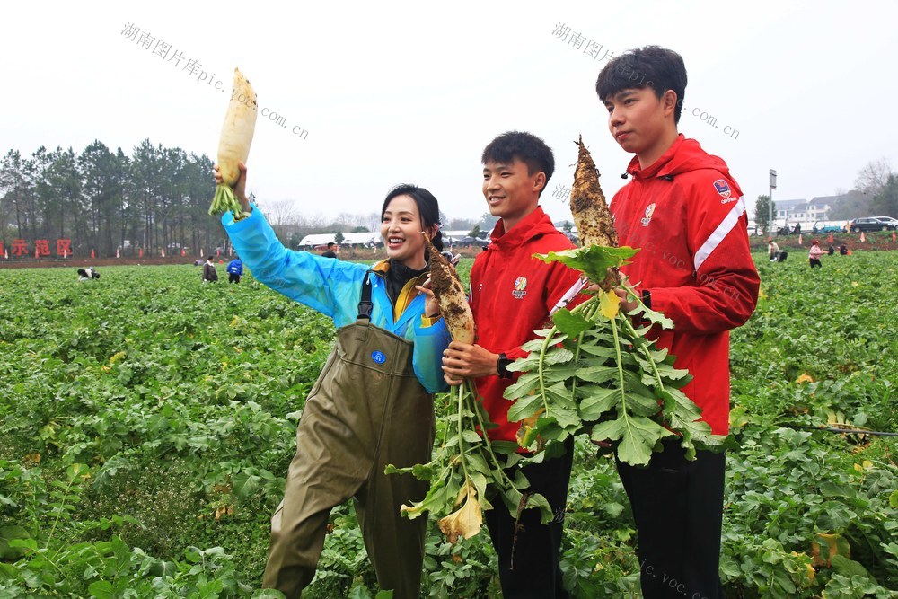 金甲古镇 萝卜节  游客和湘超拔萝卜