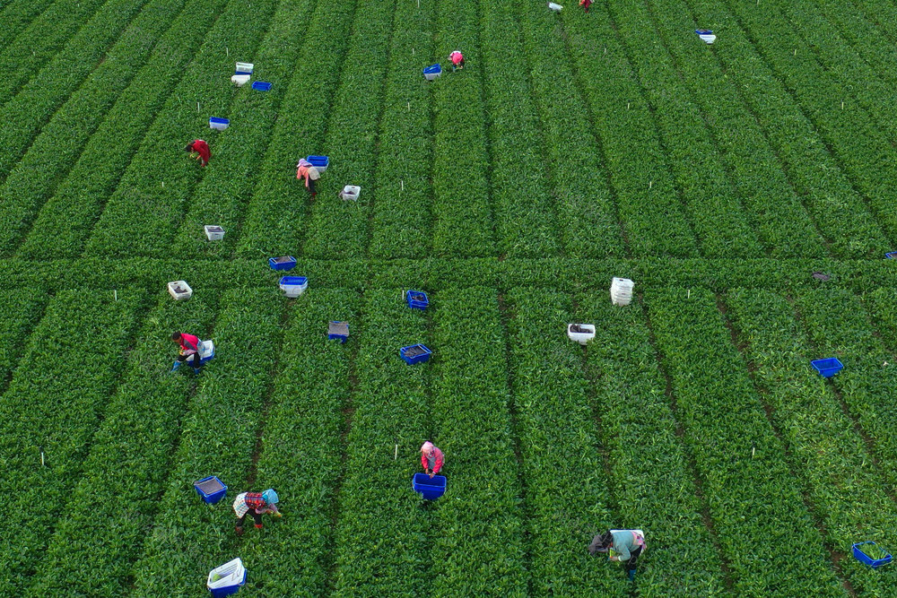 嘉禾：采收蔬菜  保供市场