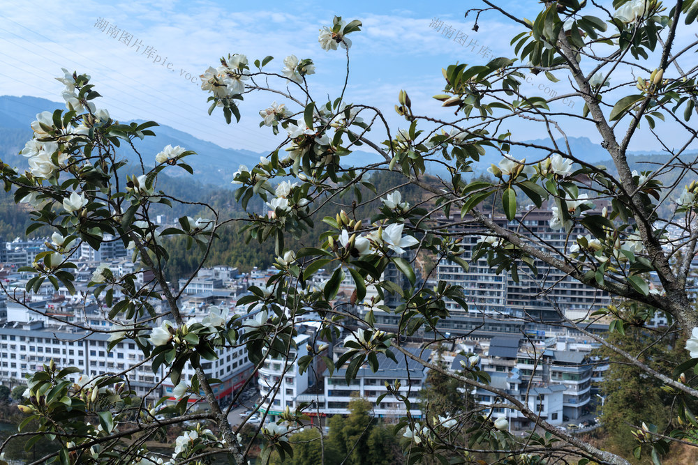 湖南桂东 玉兰 笑 城 春 画卷