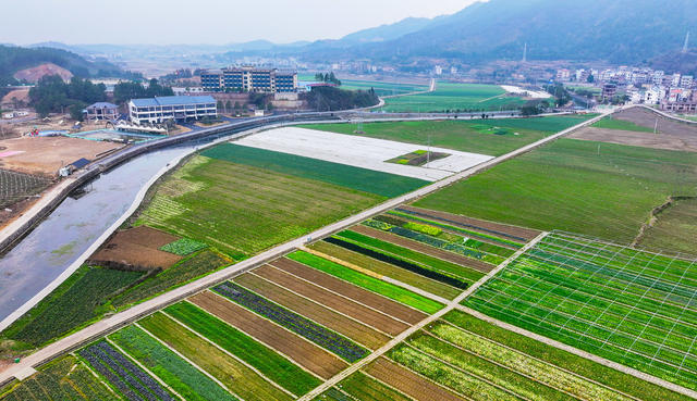 田园  蔬菜  绿意  盎然