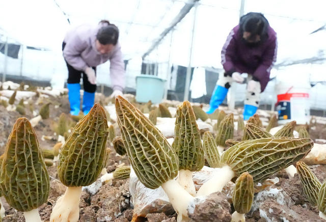 春节 市场 羊肚菌