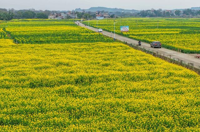 湖南道县：油菜花开报春来