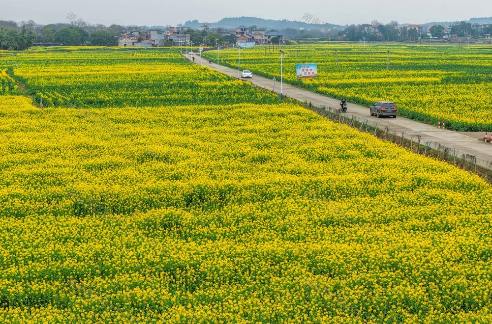湖南道县：油菜花开报春来