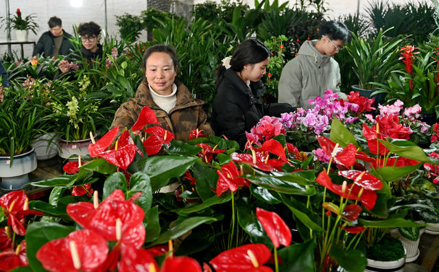 花卉 花卉市场 喜庆 春节 装扮居室 花店 年宵花 消费 市民 商业 鲜花 绿植