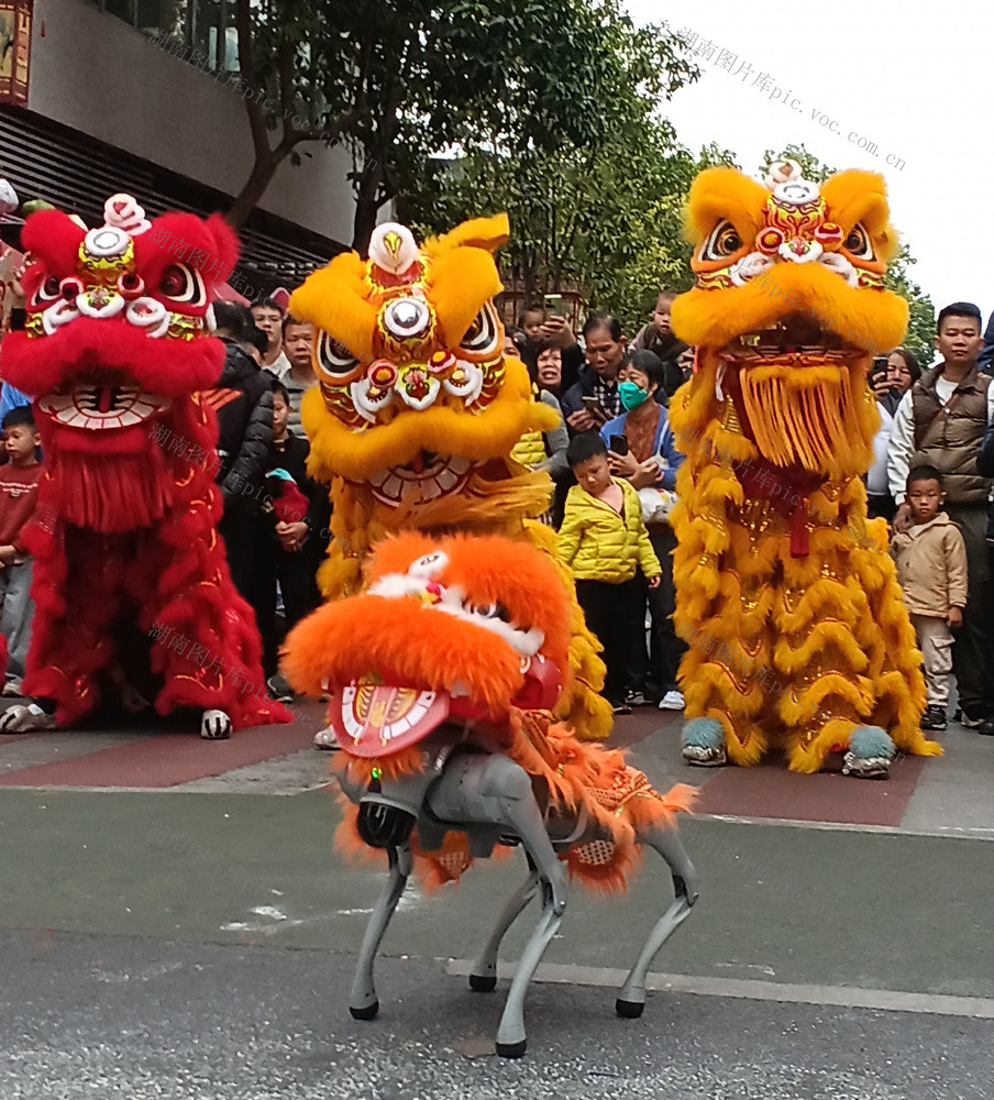 机器人狮舞让传统“活”起来
  为迎春花街开市增添色彩