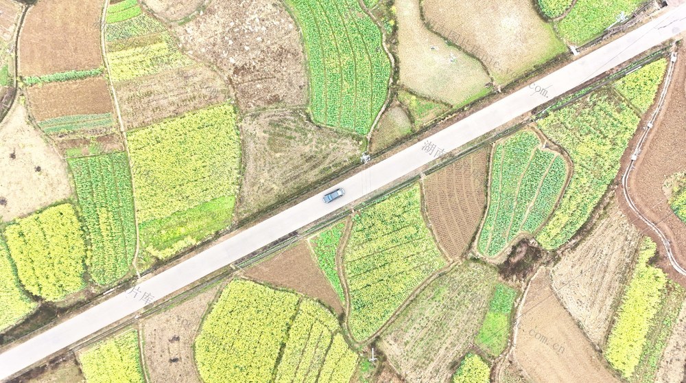  油菜花开景如画