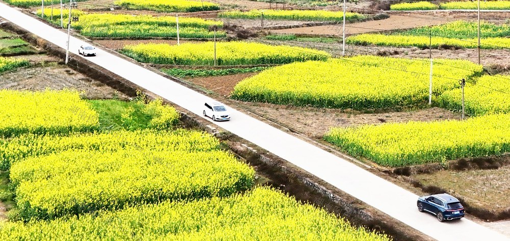  油菜花开迎客来