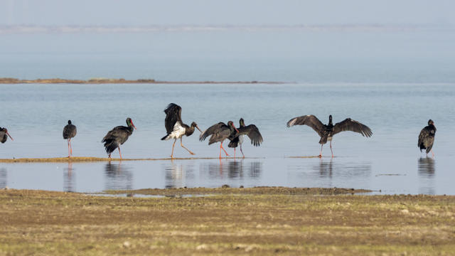 环境好了鸟儿多了