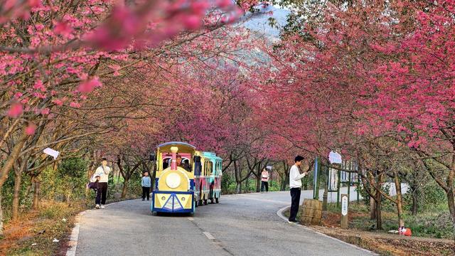 常宁  樱花  美景