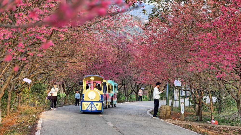 常宁  樱花  美景