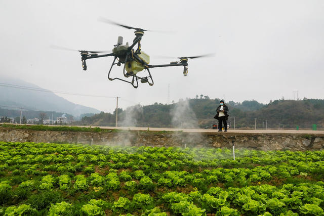 雨水  春节  采收  管护  农事