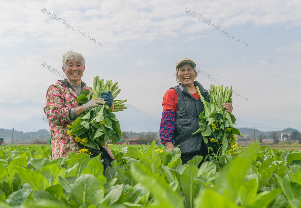 湖南道县：雨水节气农事忙