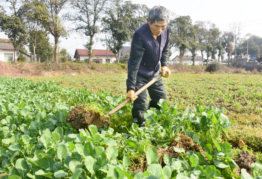 二十四节气  雨水  农事  油菜田  开沟沥水