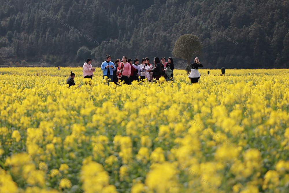 油菜花 花 花海 春 游玩