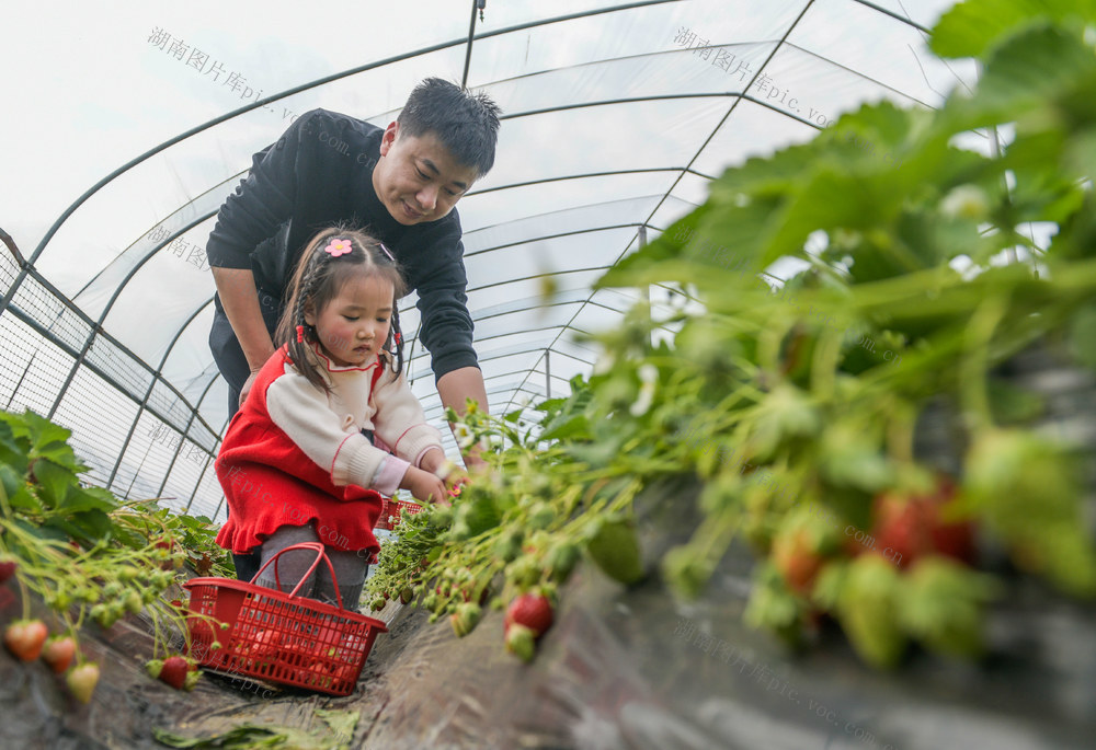 湖南道县：假期采摘乐