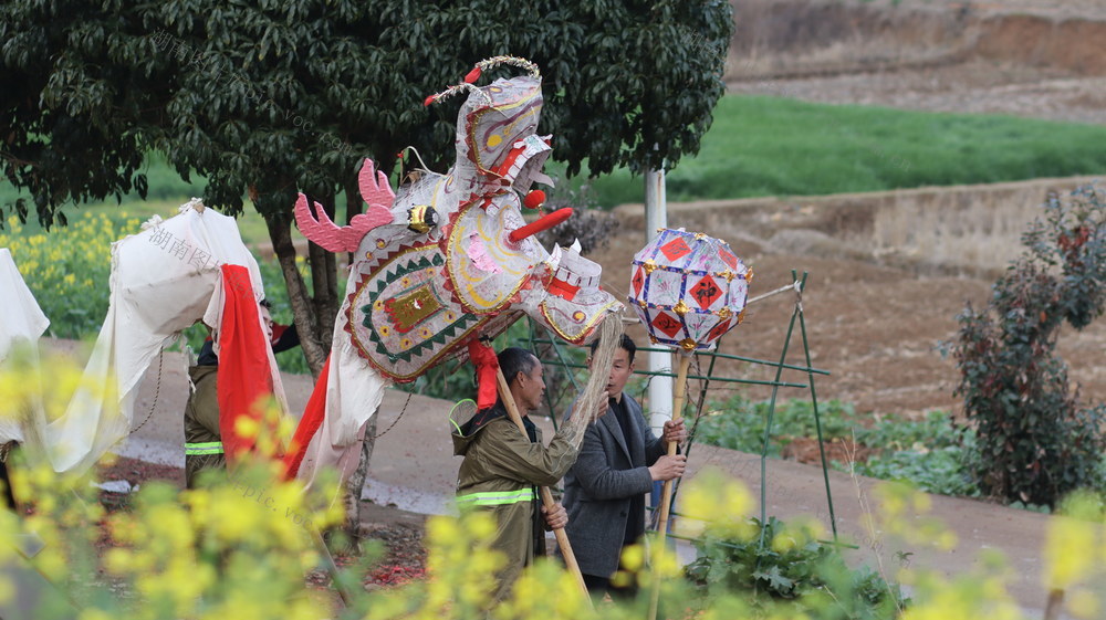 火龙  迎春  祈福