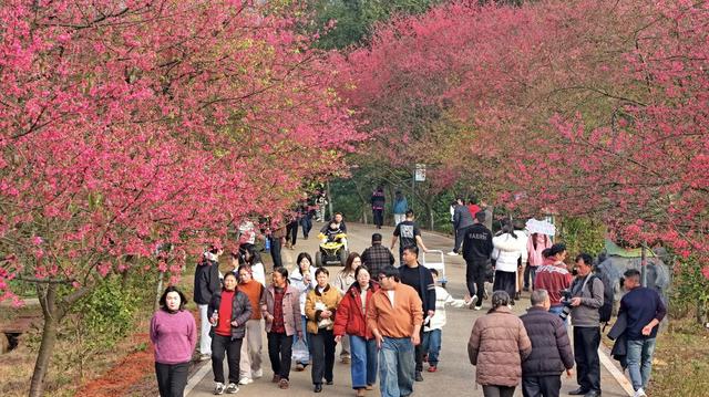 罗桥  樱花园  美景