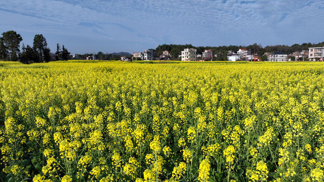 宁远县 油菜花 生态宜居 产业兴旺 画卷