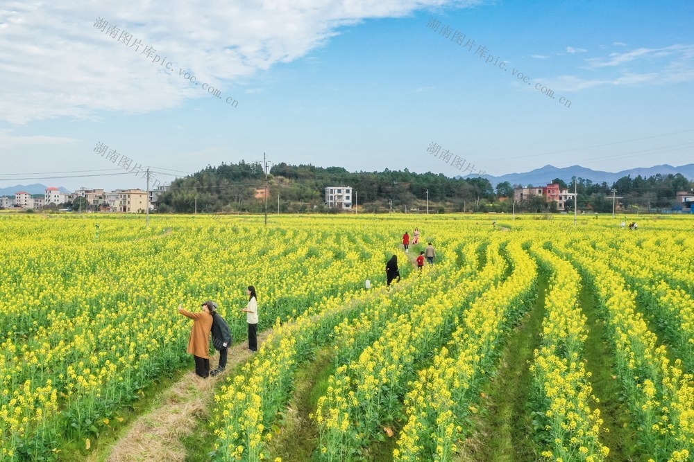 油菜花 游客 旅游 乡村 美景