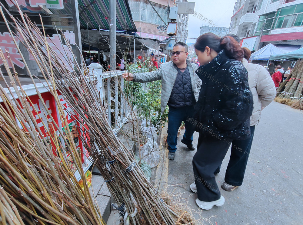 桂东 春早 苗木 香 植树造林