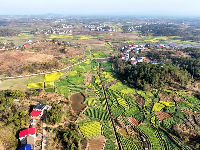 田园风光 油菜花  春季  春光