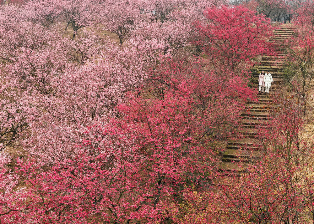 春节 假期 踏青 赏花