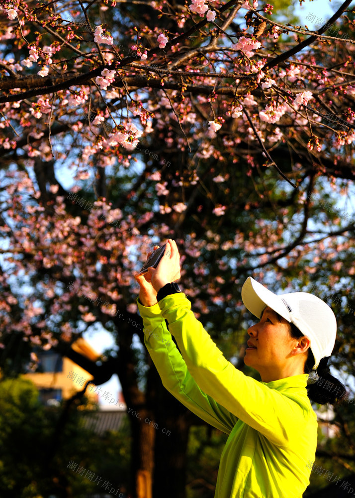 晓园公园，樱花绽放
