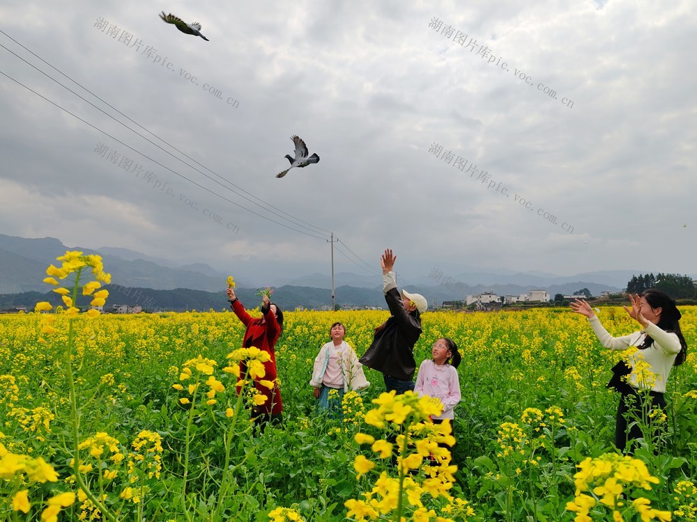 邂逅崀山油菜花海