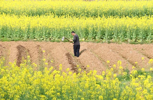 人勤春来早 农家耕作勤