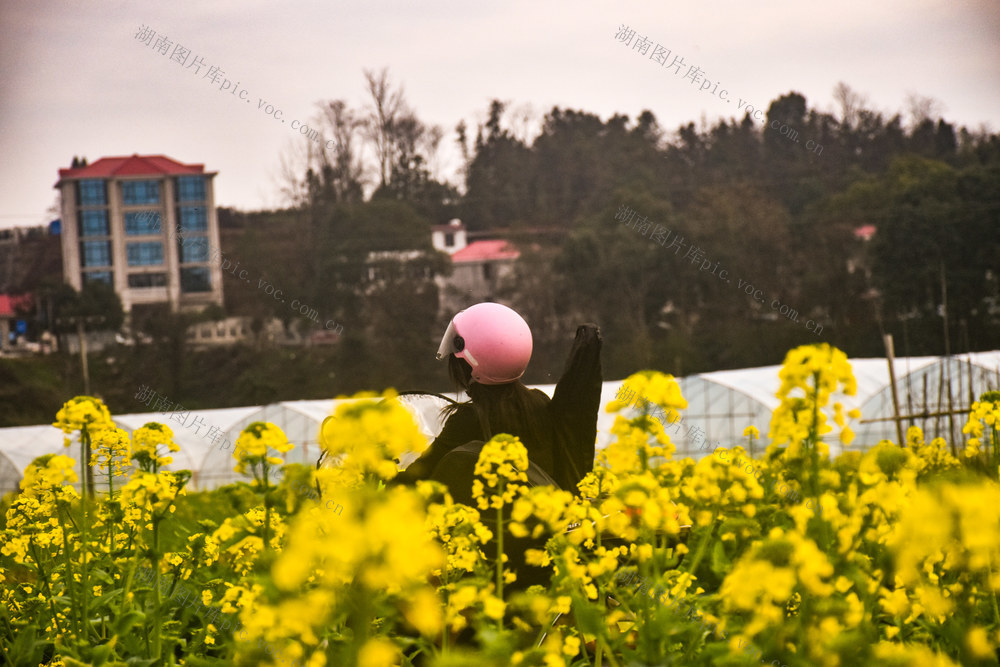 花海春光映乡村