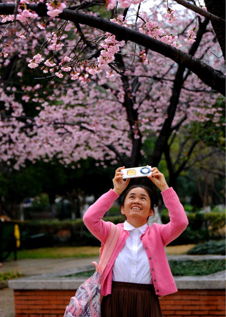 樱花绽放